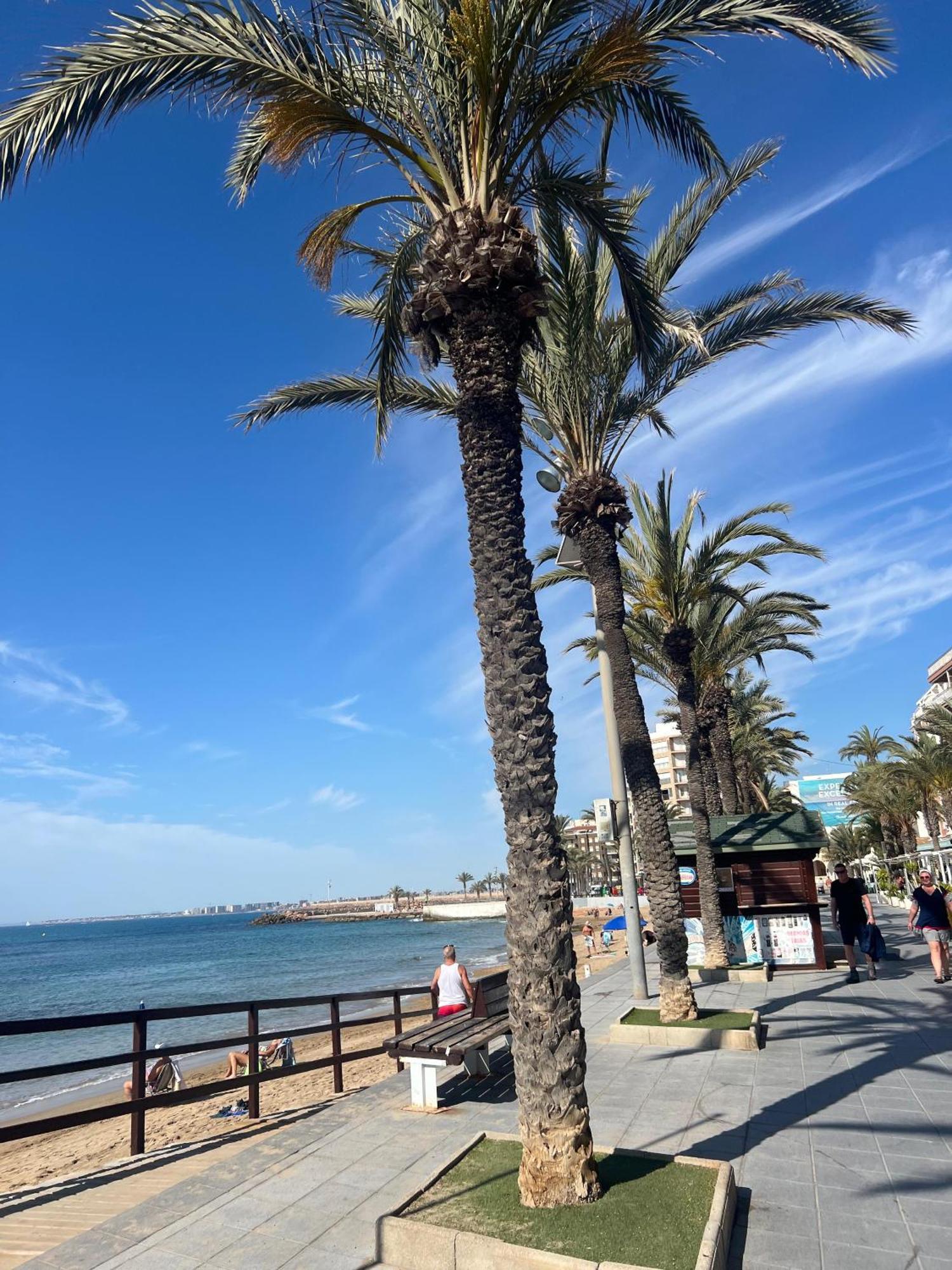 Appartement Torrevieja Alicante Exterior photo